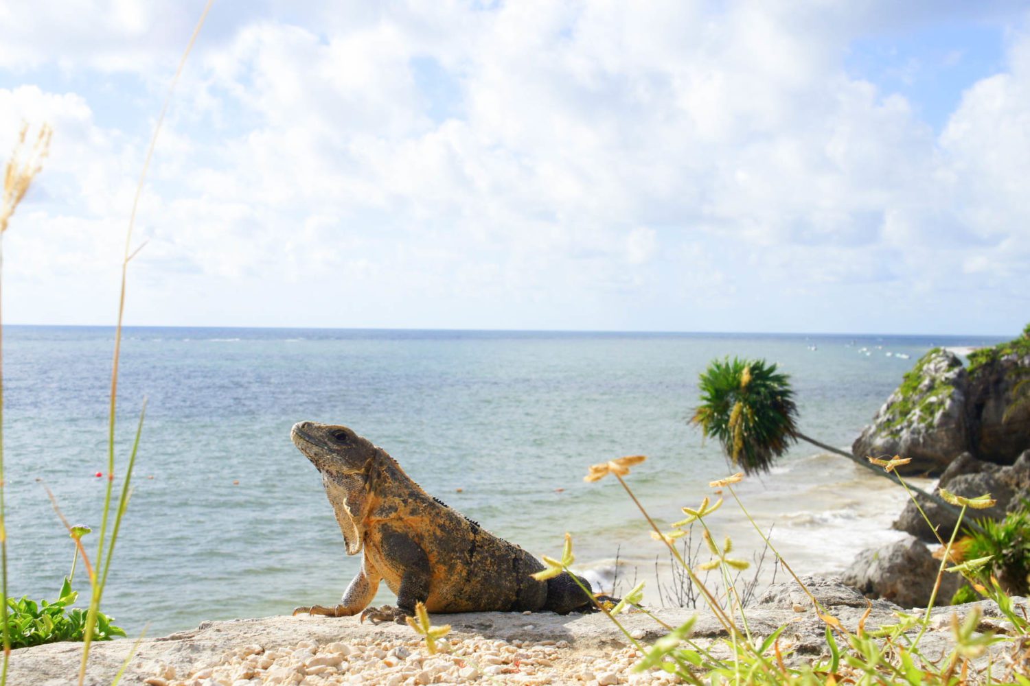 Cancun Best Private Tours in Mexico