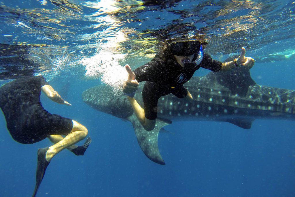 Private Whale Shark Tours - Cancun by The Custom Tour