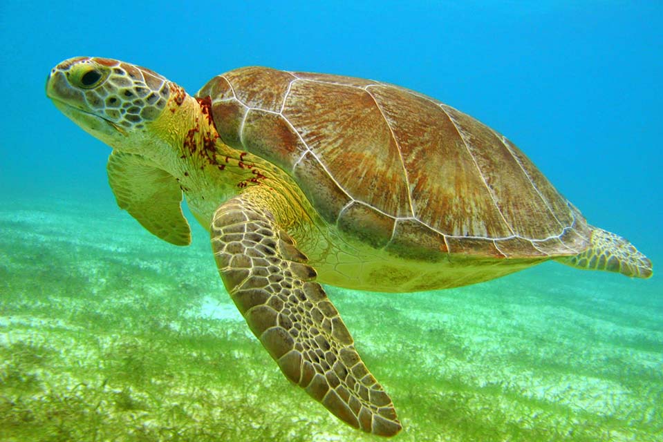 Turtle Bay Akumal
