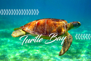 Turtle Bay by thecustomtour.co