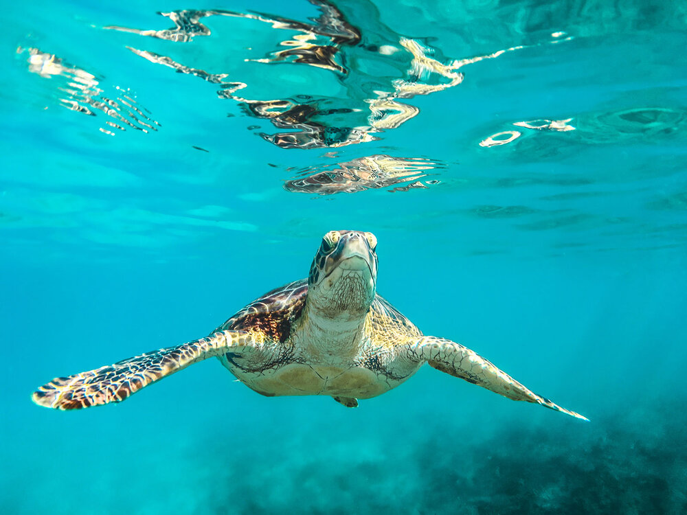 Sea Turtles in Cancun and the Riviera Maya