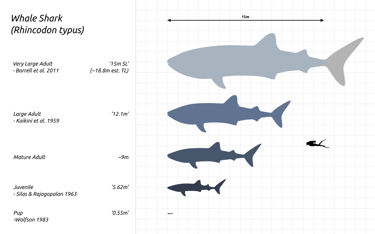 Whale Shark size chart