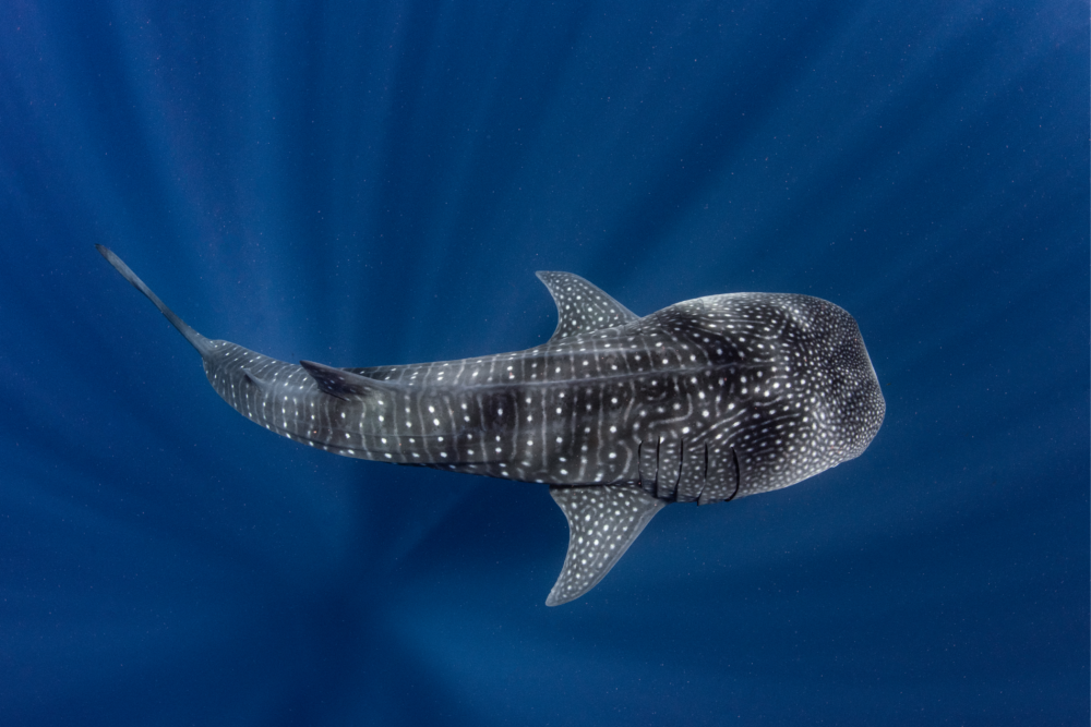 Whale Shark Swimming Tours